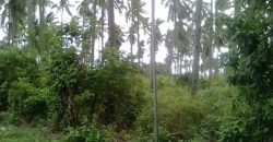 FARM LOT FOR SALE IN DAUIN    – S O L D –