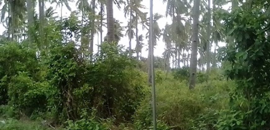 FARM LOT FOR SALE IN DAUIN    – S O L D –