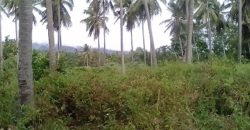 FARM LOT FOR SALE IN DAUIN    – S O L D –