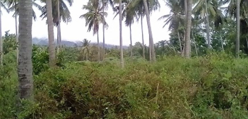 FARM LOT FOR SALE IN DAUIN    – S O L D –