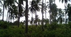 FARM LOT FOR SALE IN DAUIN    – S O L D –