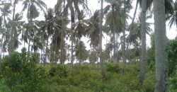 FARM LOT FOR SALE IN DAUIN    – S O L D –