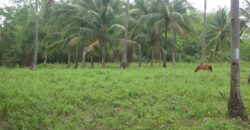 OCEAN VIEW LOT IN DAUIN