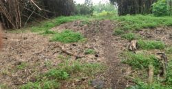 BUILDING LOT FOR SALE IN DAUIN   – S O L D –