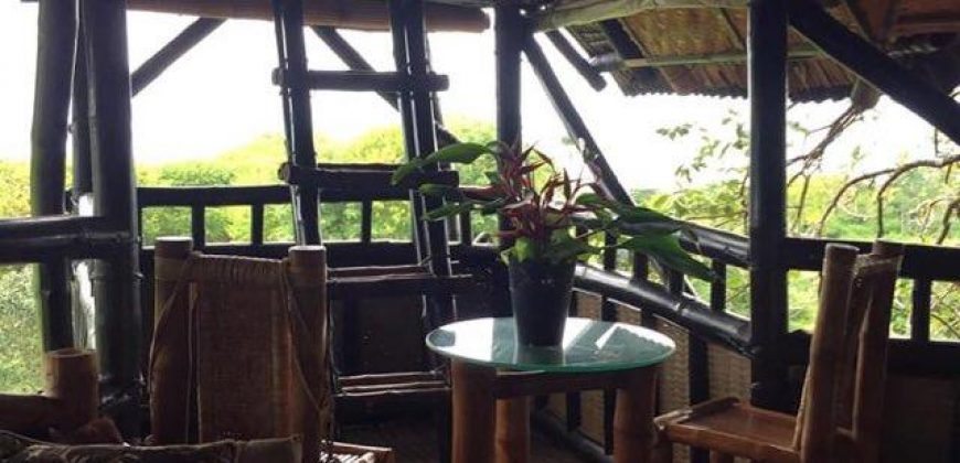 TREE HOUSE FOR RENT IN DAUIN