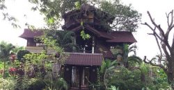 TREE HOUSE FOR RENT IN DAUIN