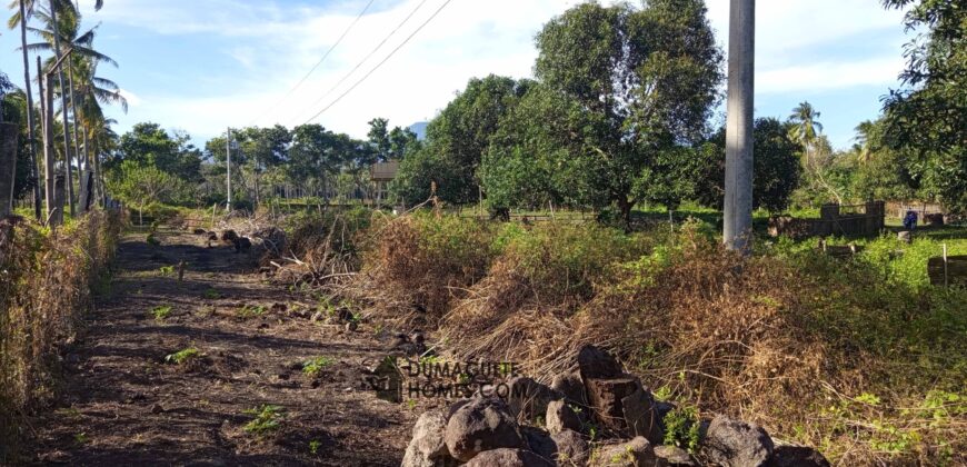 GOOD INVESTMENT FARM PROPERTY FOR SALE IN DAUIN ‼️