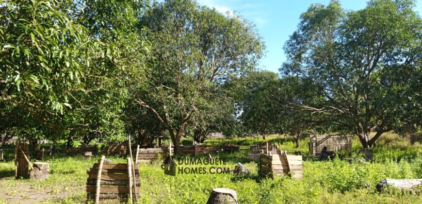 GOOD INVESTMENT FARM PROPERTY FOR SALE IN DAUIN ‼️