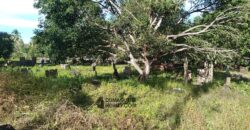 GOOD INVESTMENT FARM PROPERTY FOR SALE IN DAUIN ‼️