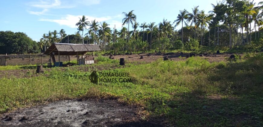 GOOD INVESTMENT FARM PROPERTY FOR SALE IN DAUIN ‼️