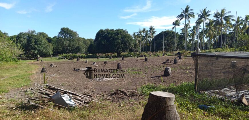 GOOD INVESTMENT FARM PROPERTY FOR SALE IN DAUIN ‼️