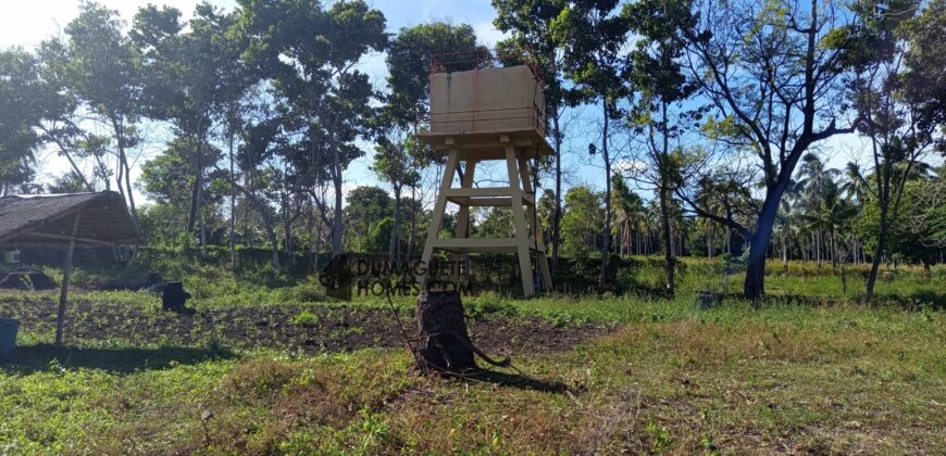 GOOD INVESTMENT FARM PROPERTY FOR SALE IN DAUIN ‼️