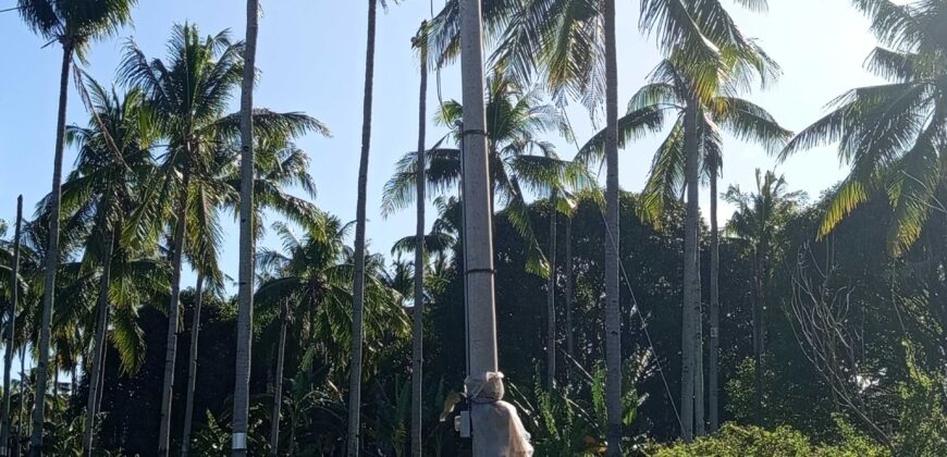 GOOD INVESTMENT FARM PROPERTY FOR SALE IN DAUIN ‼️