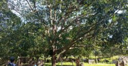 GOOD INVESTMENT FARM PROPERTY FOR SALE IN DAUIN ‼️