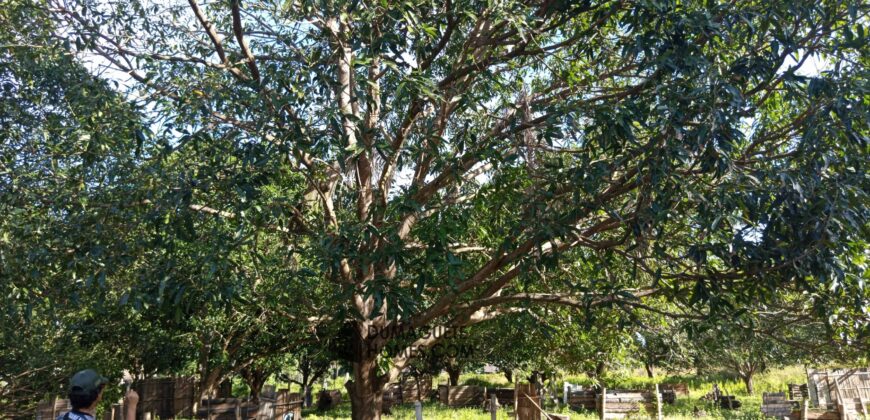 GOOD INVESTMENT FARM PROPERTY FOR SALE IN DAUIN ‼️