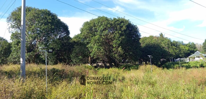 GOOD INVESTMENT FARM PROPERTY FOR SALE IN DAUIN ‼️