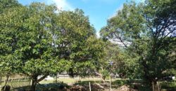 GOOD INVESTMENT FARM PROPERTY FOR SALE IN DAUIN ‼️