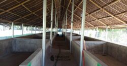 GOOD INVESTMENT FARM PROPERTY FOR SALE IN DAUIN ‼️