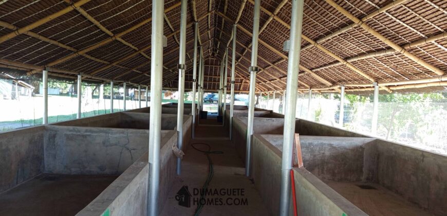 GOOD INVESTMENT FARM PROPERTY FOR SALE IN DAUIN ‼️