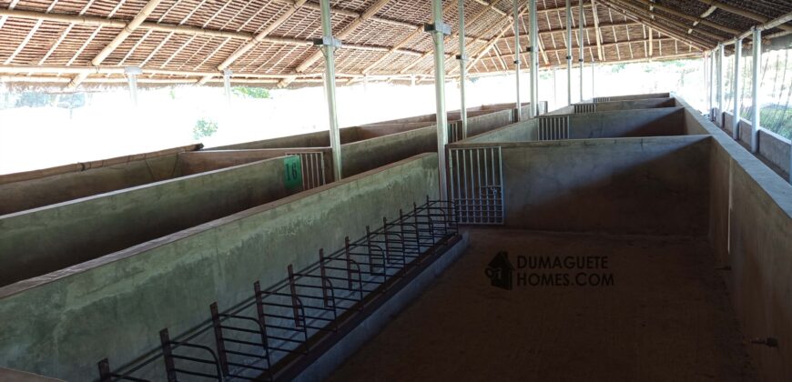 GOOD INVESTMENT FARM PROPERTY FOR SALE IN DAUIN ‼️