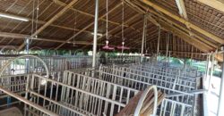 GOOD INVESTMENT FARM PROPERTY FOR SALE IN DAUIN ‼️