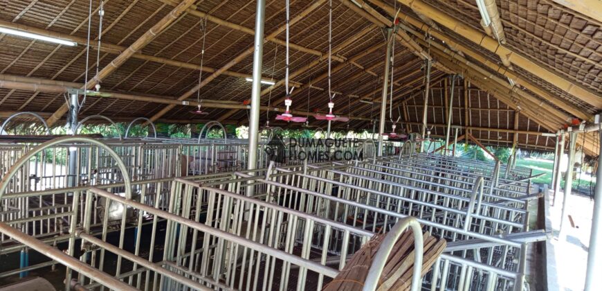 GOOD INVESTMENT FARM PROPERTY FOR SALE IN DAUIN ‼️