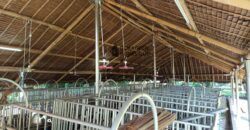 GOOD INVESTMENT FARM PROPERTY FOR SALE IN DAUIN ‼️