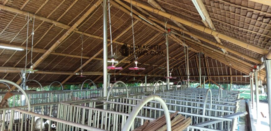 GOOD INVESTMENT FARM PROPERTY FOR SALE IN DAUIN ‼️