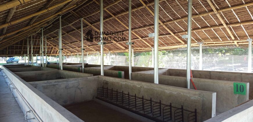 GOOD INVESTMENT FARM PROPERTY FOR SALE IN DAUIN ‼️